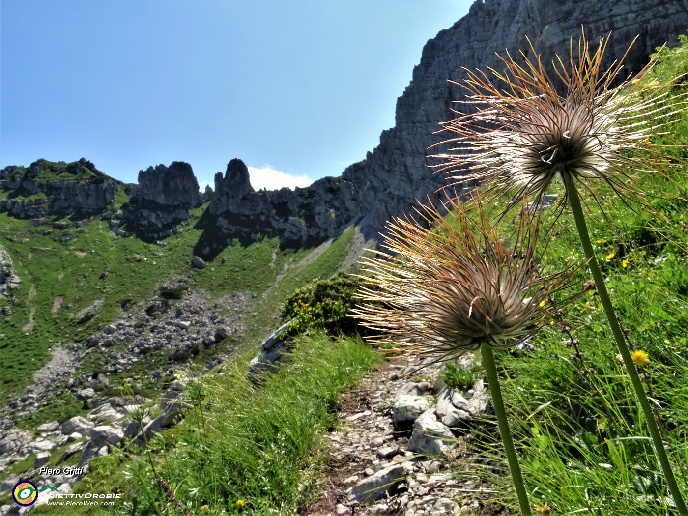 39  Pulsatilla alpina 'spettinata' sulla 'Falesia dell'Era Glaciale'.JPG